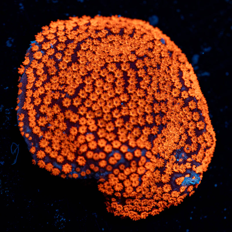 SuperMan Montipora