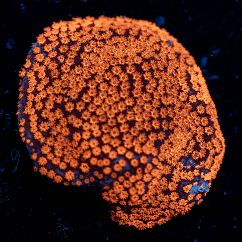 SuperMan Montipora