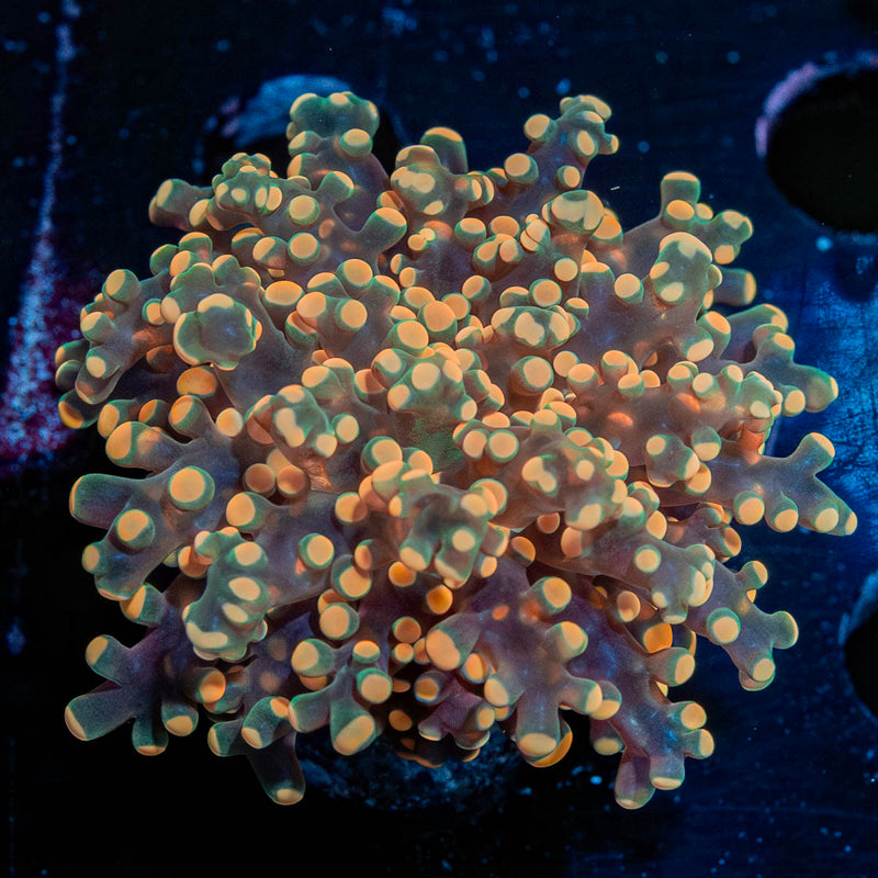 Peach Frogspawn Euphyllia