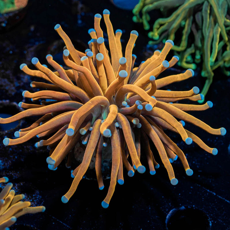 Gold Torch Euphyllia