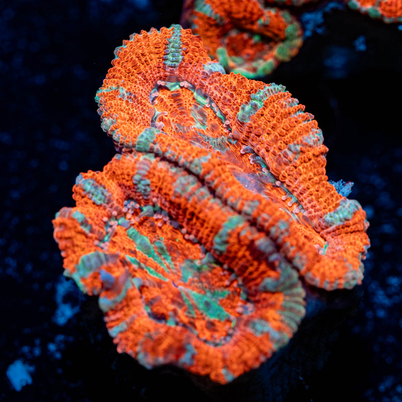 Acan / Micromussa