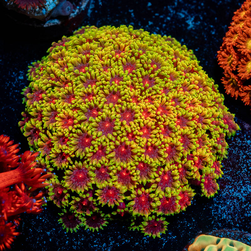 Rainbow Bernardpora