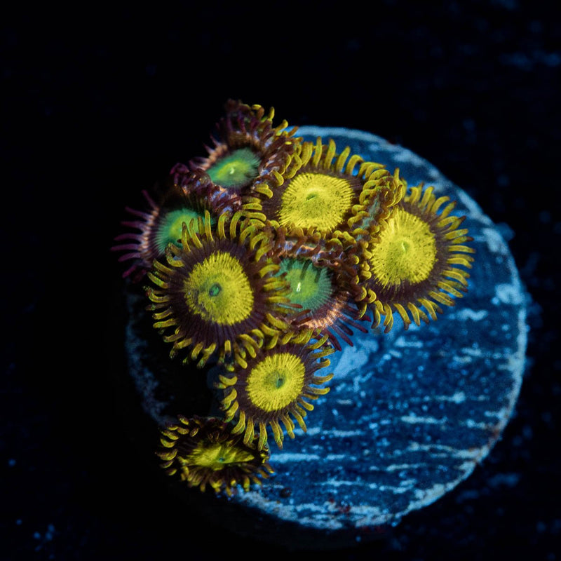 Zoanthid Combo