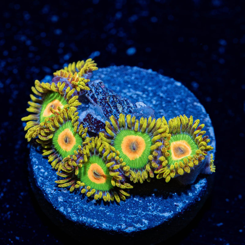 Rasta Zoanthid