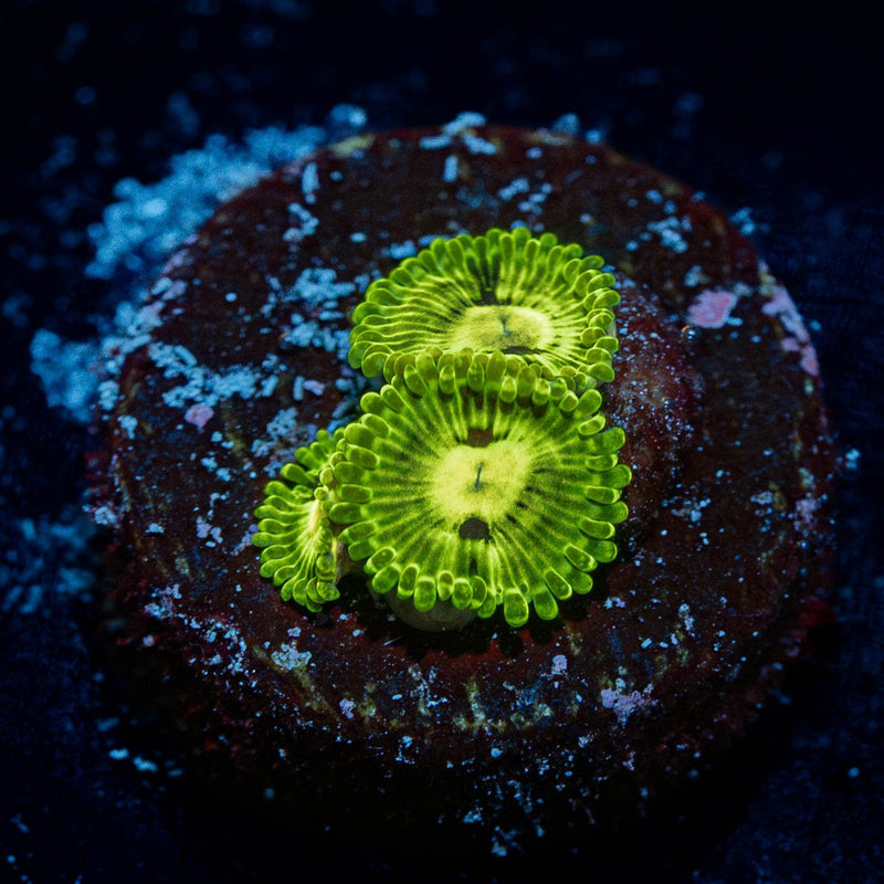 Emerald Muals Zoanthid