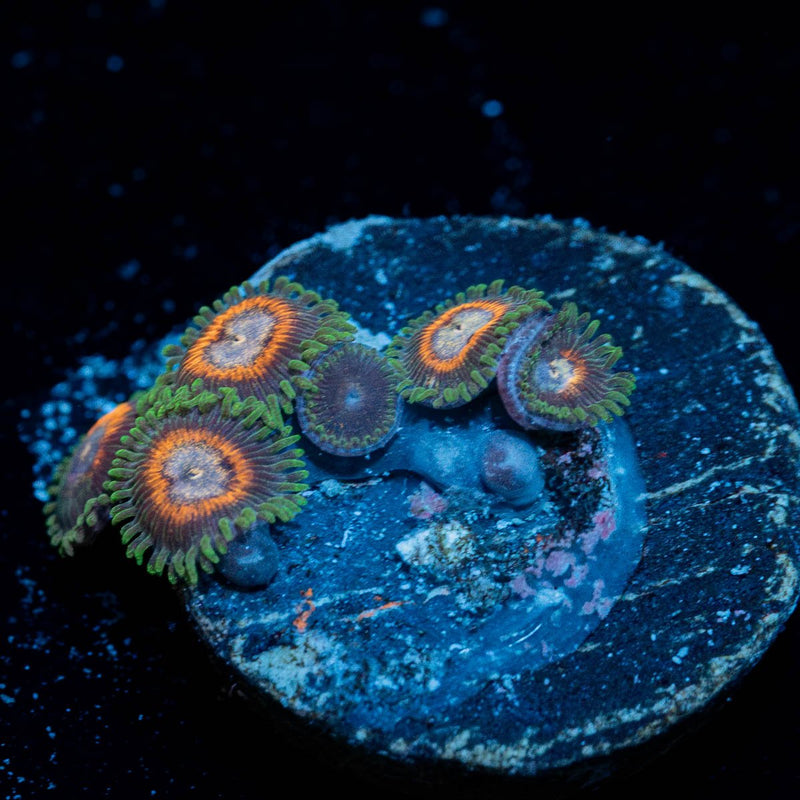 Fairy Tales Zoanthid