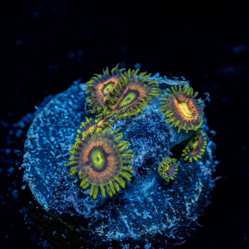 Kamikaze Zoanthid