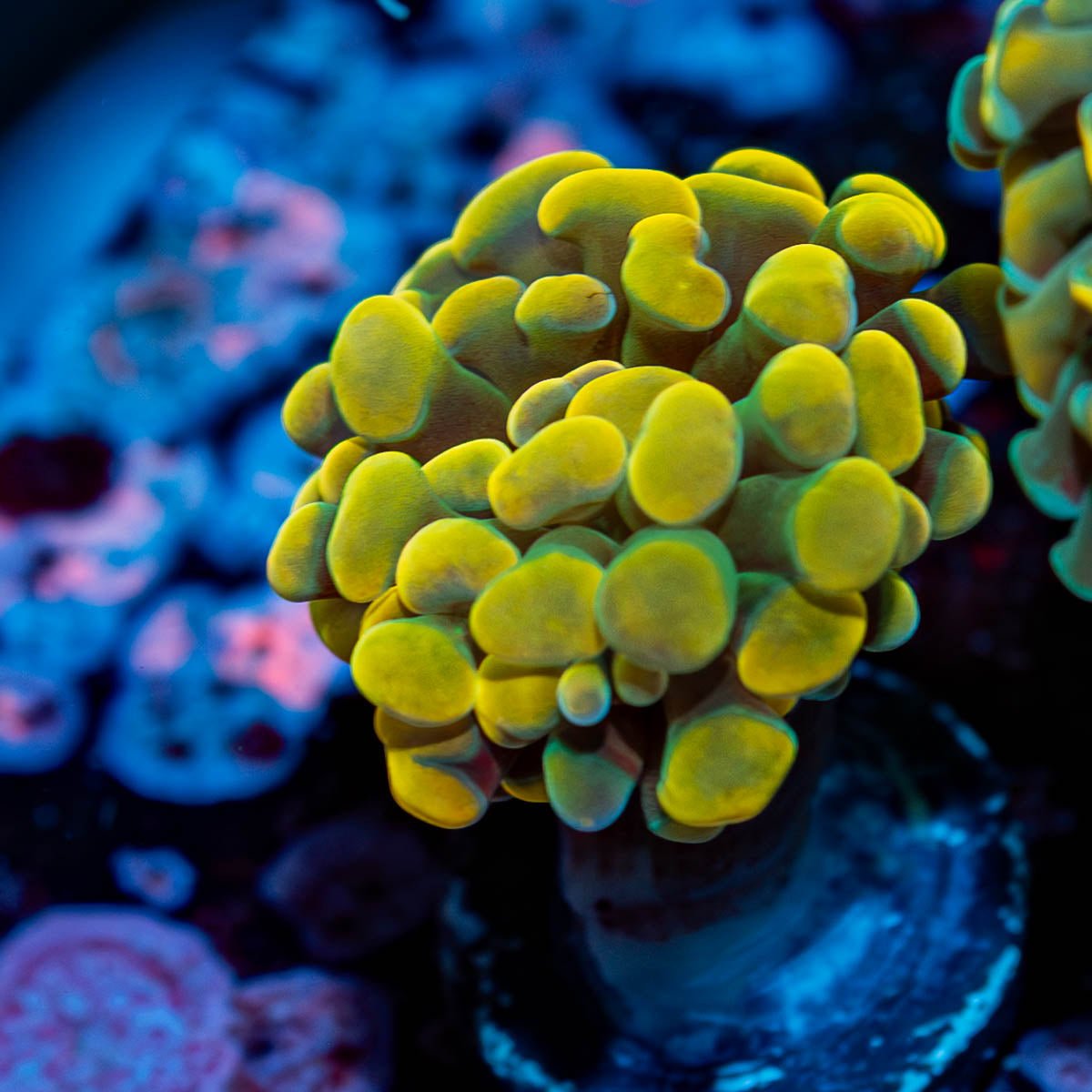 Assorted Hammer - riptide aquaculture llc