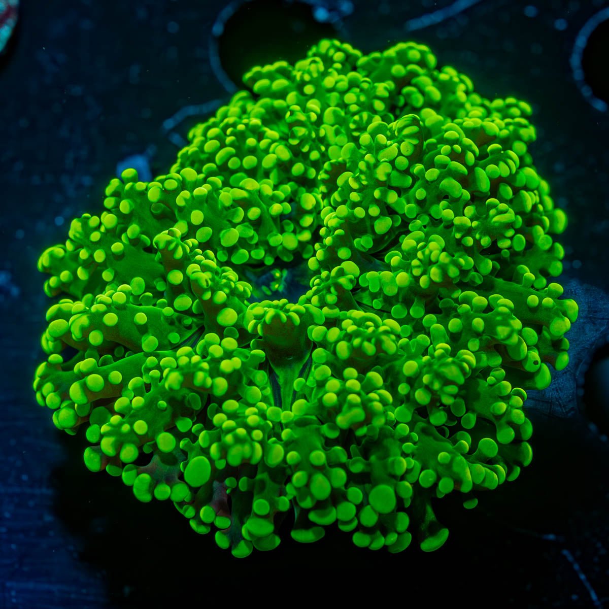Neon Green Octospawn Euphyllia - riptide aquaculture llc