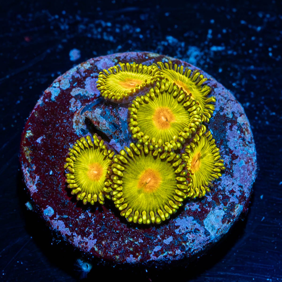 Golden God Zoanthid - riptide aquaculture llc