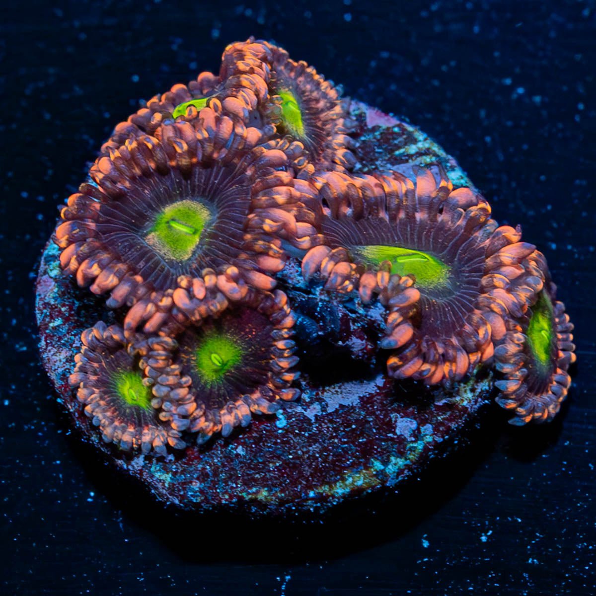 Bombshell Zoanthid - riptide aquaculture llc