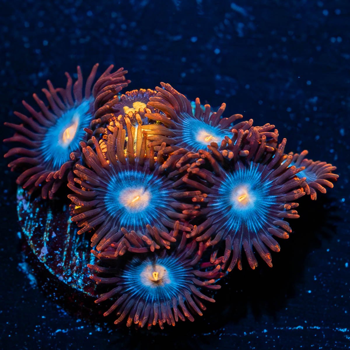 Stitches Zoanthid - riptide aquaculture llc