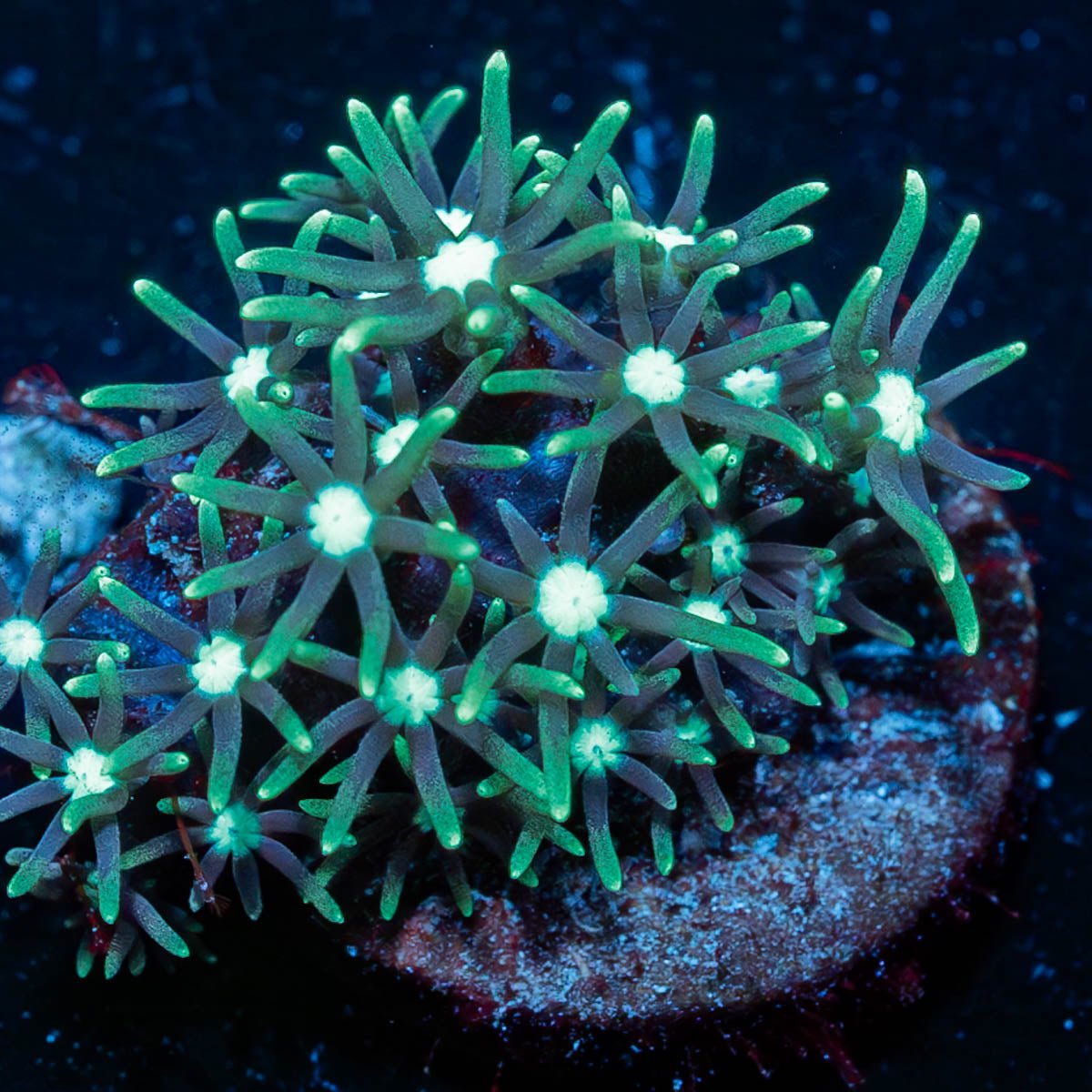 Green Star Polyps - riptide aquaculture llc