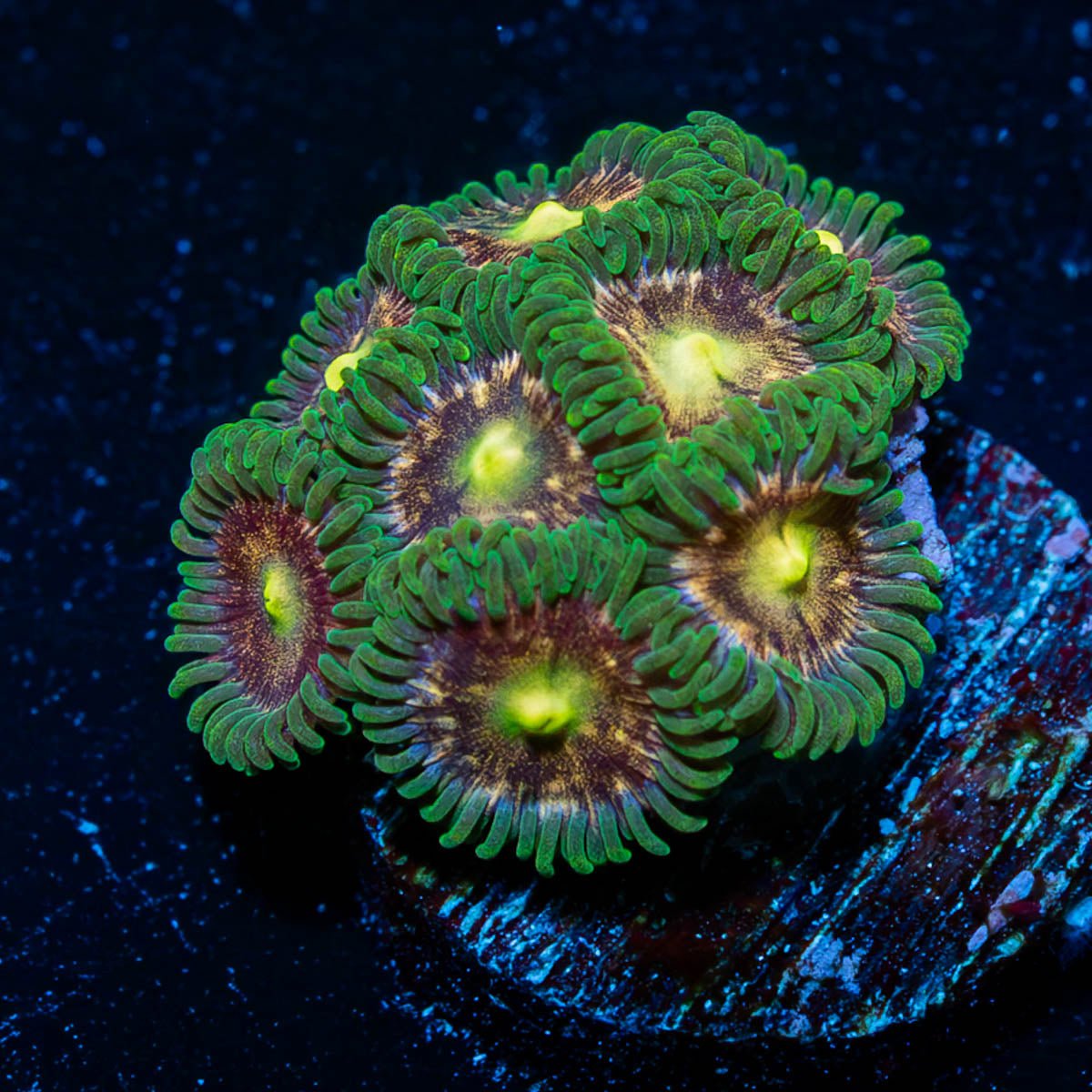 Laser Lemon - riptide aquaculture llc
