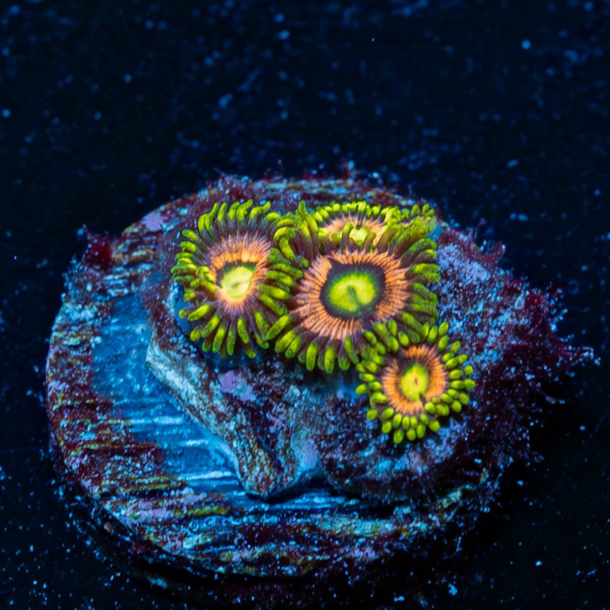 KamikaZe Zoanthid - riptide aquaculture llc