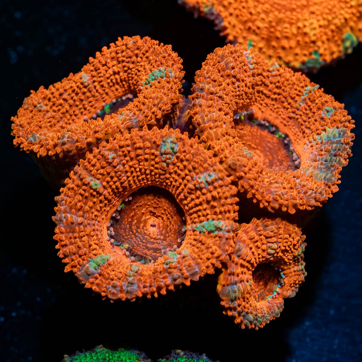 Acan / Micromussa - riptide aquaculture llc