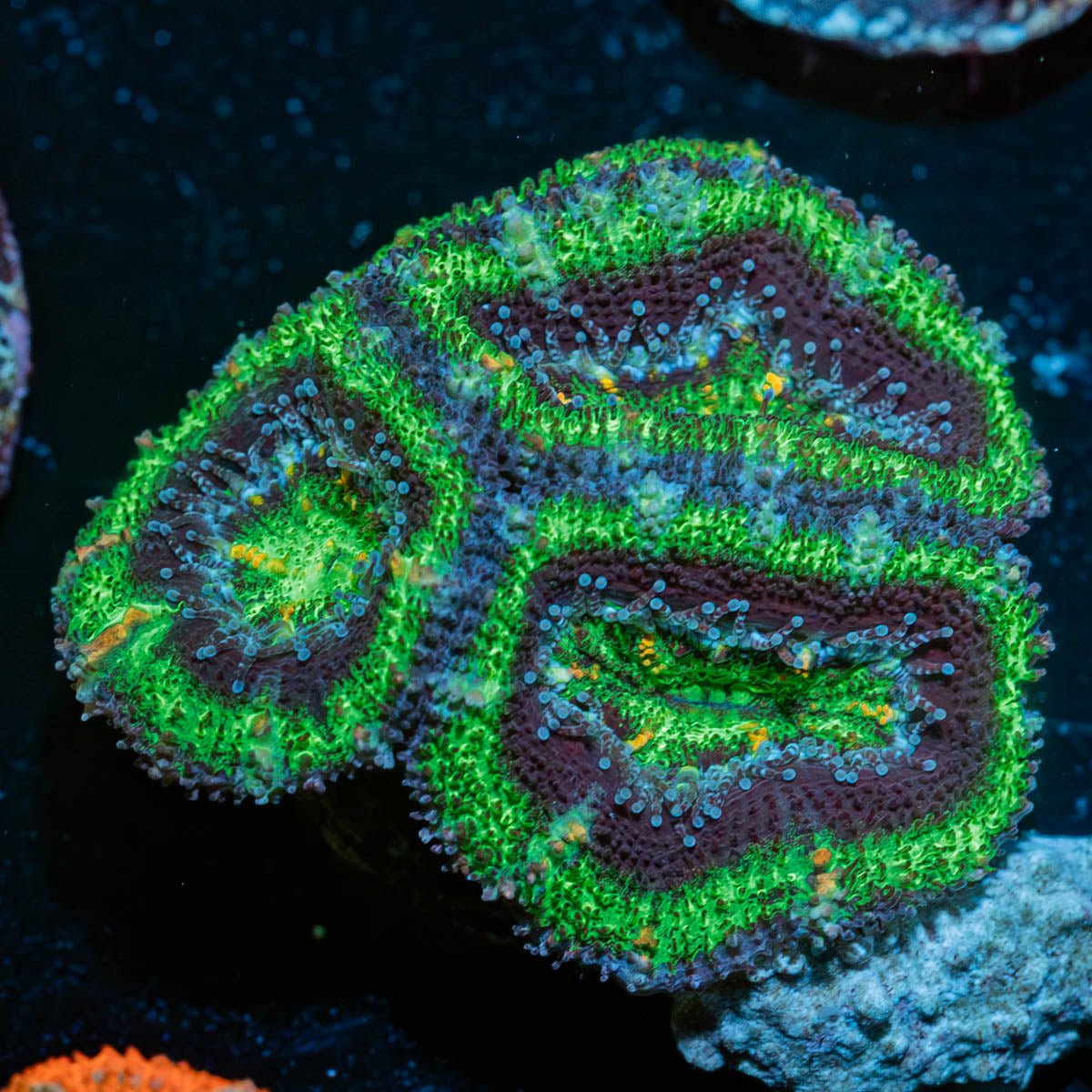 Acan / Micromussa - riptide aquaculture llc