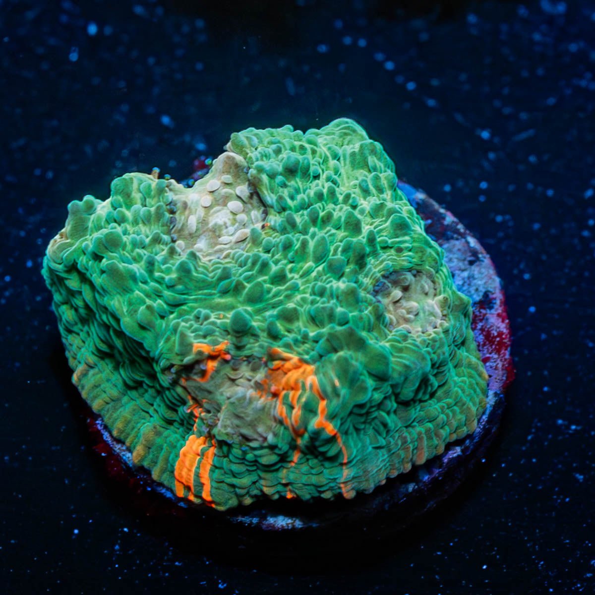 Gator chalice - riptide aquaculture llc