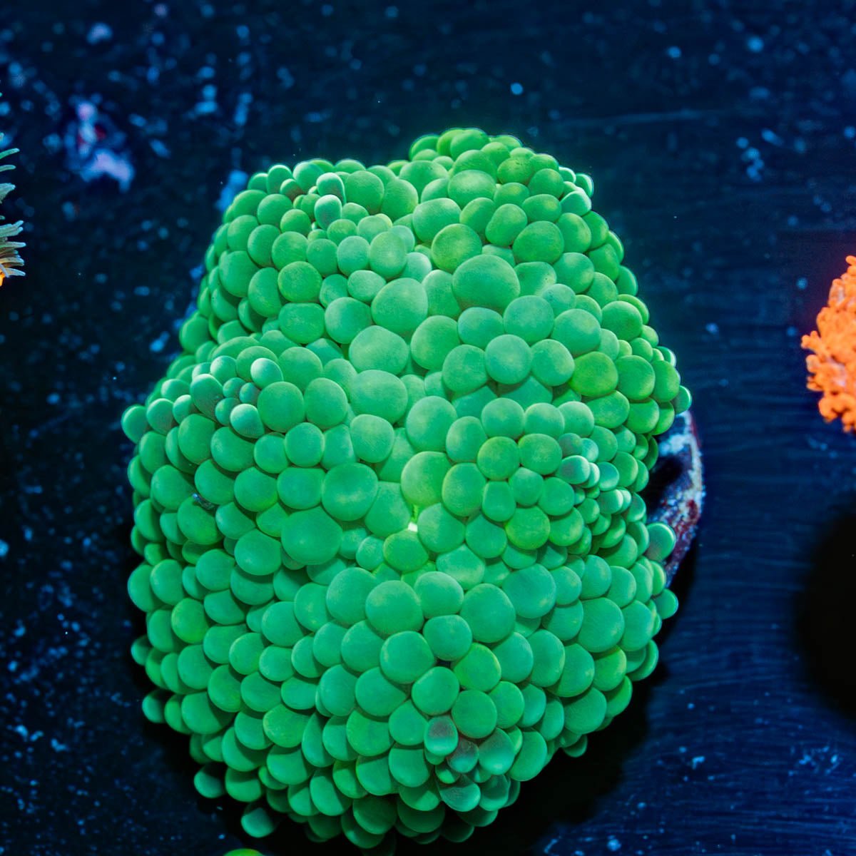 Florida Ricordea Mushroom - riptide aquaculture llc