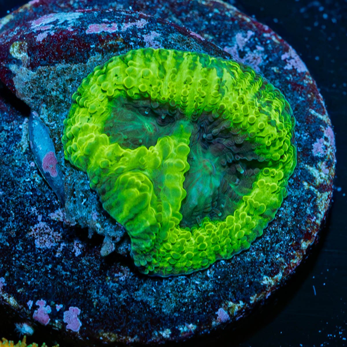 Green Goblin Favia - riptide aquaculture llc