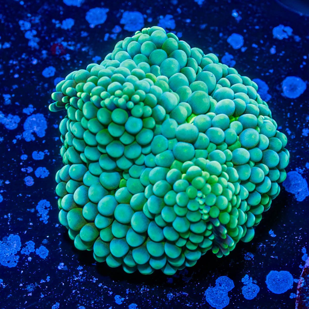 Ricordea Mushroom - riptide aquaculture llc