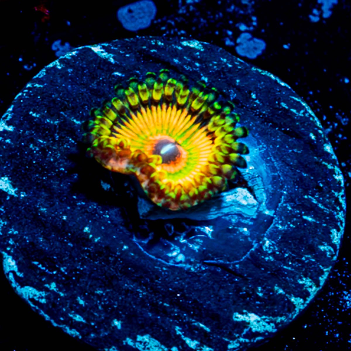 Hyper Jubilees Zoanthid - riptide aquaculture llc