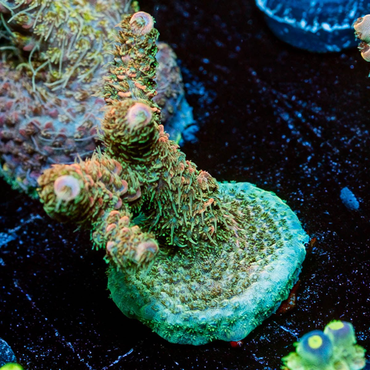 Dream Coral Acropora - riptide aquaculture llc