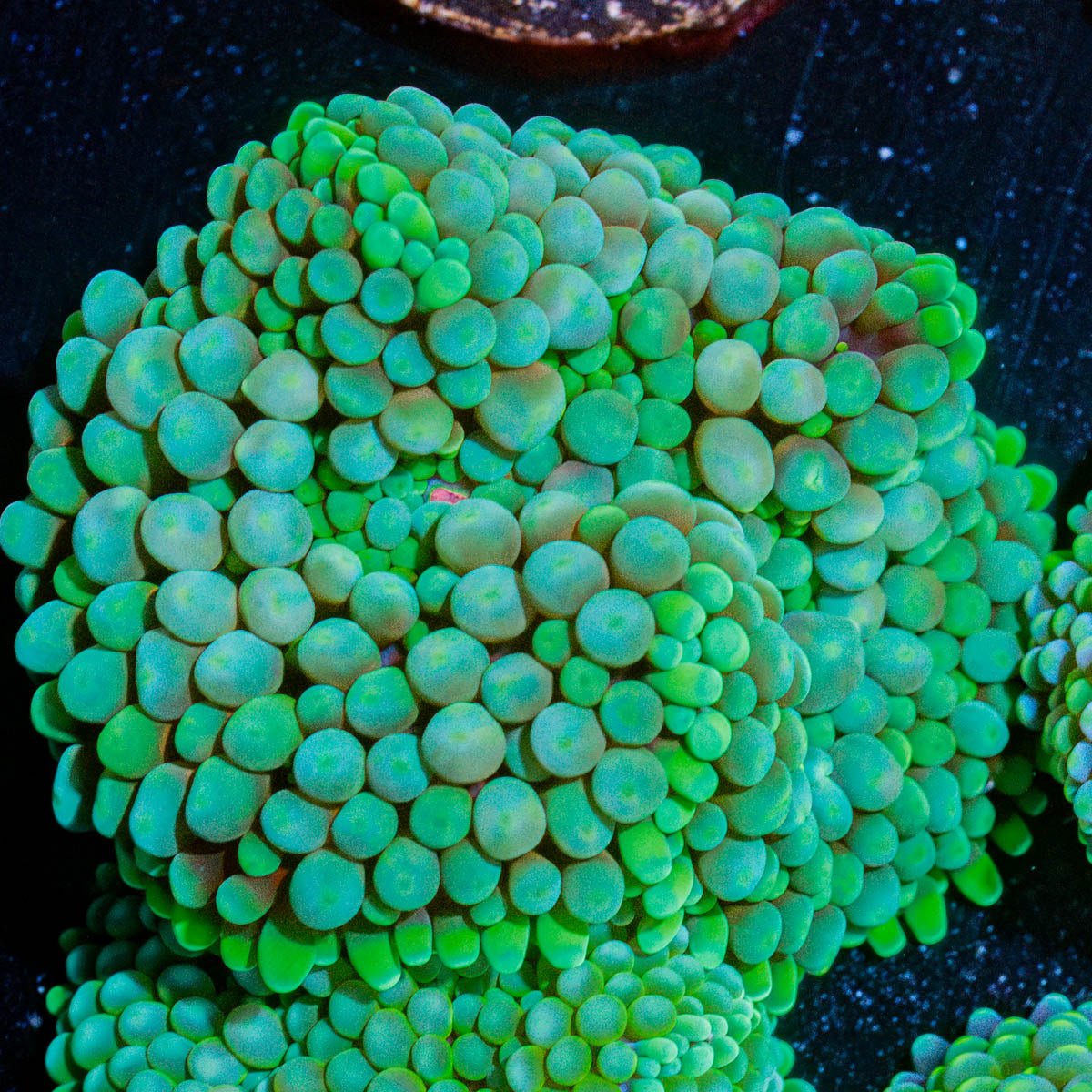 FL Ricordea Mushroom - riptide aquaculture llc