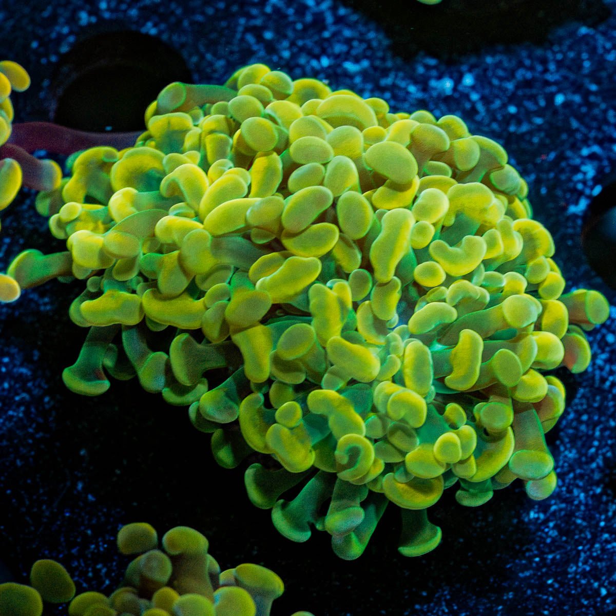 Assorted Hammer - riptide aquaculture llc