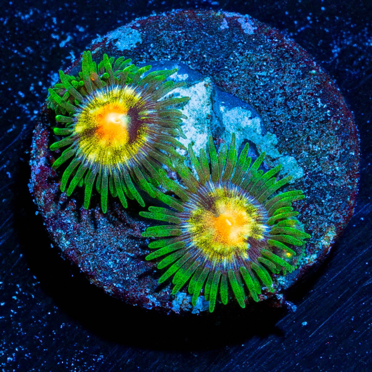 Daisy Cutters Zoanthid - riptide aquaculture llc