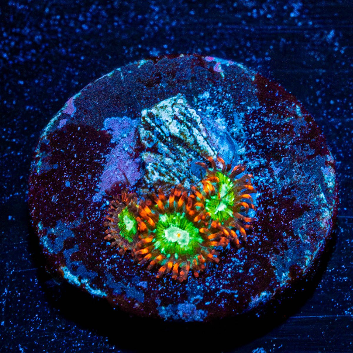 WWC Viridian Zoanthid - riptide aquaculture llc