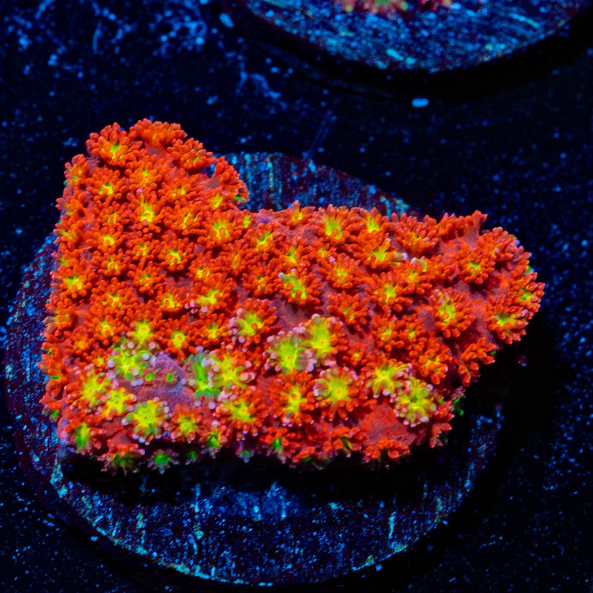Chilli BOOM Bernadapora - riptide aquaculture llc