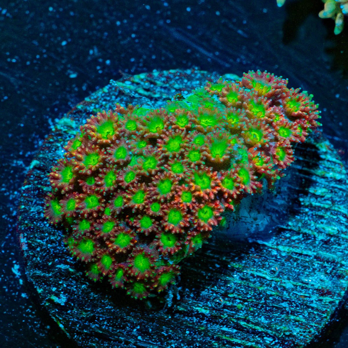 Moon Rocks Bernadapora - riptide aquaculture llc