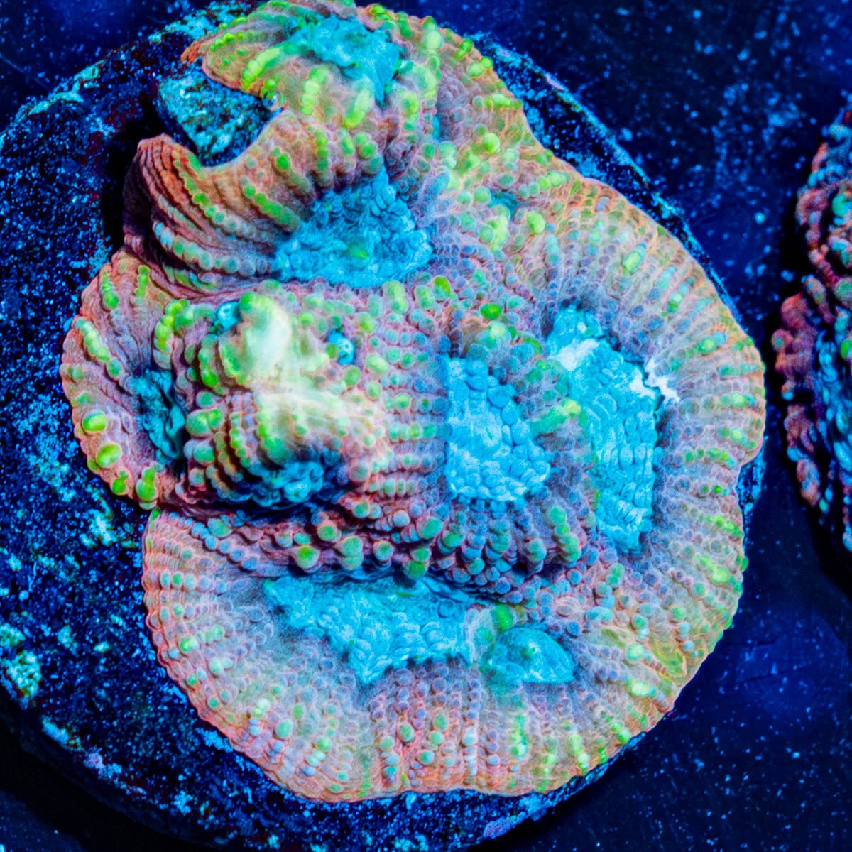 Pink Dumbo Favia - riptide aquaculture llc