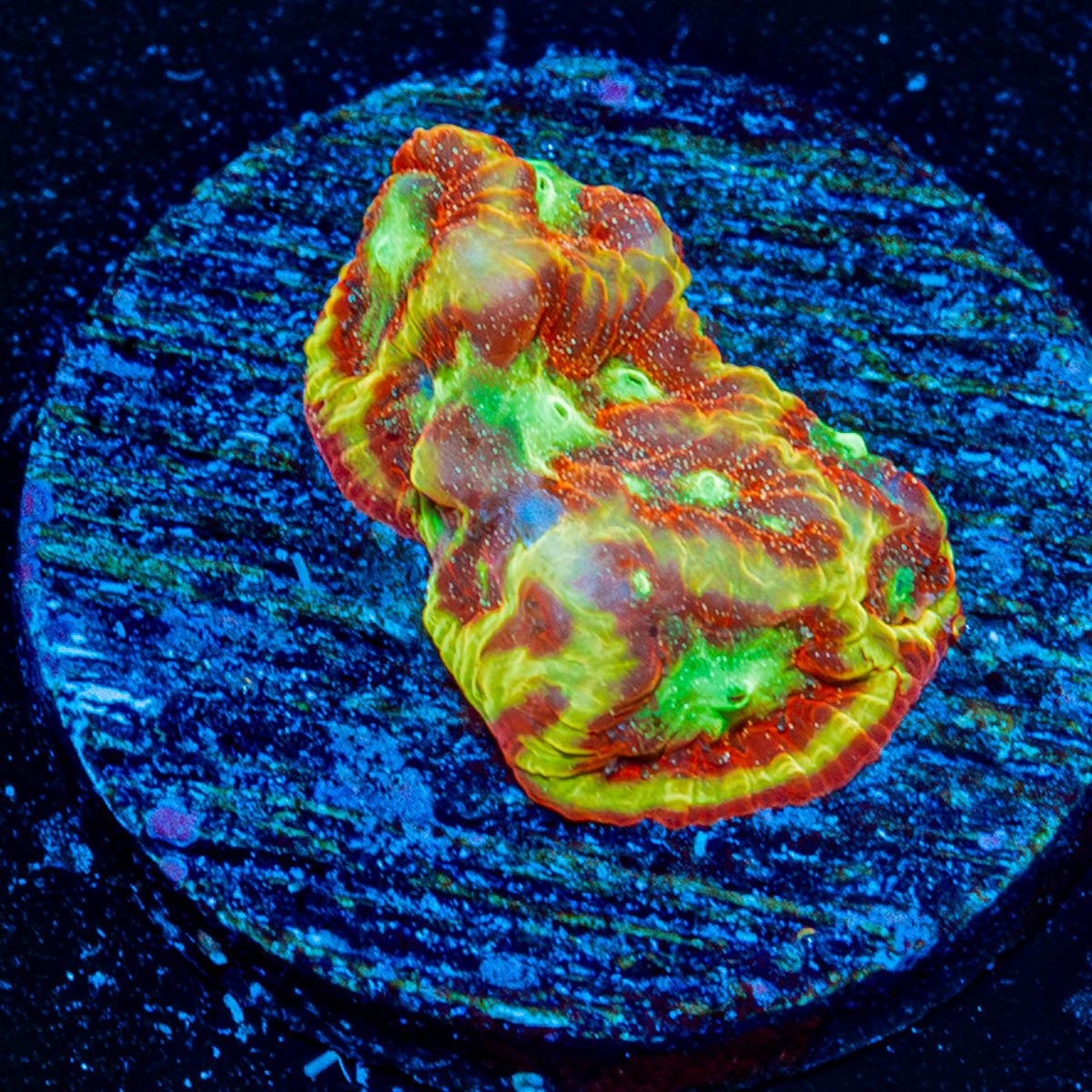 Conflict Diamond Favia - riptide aquaculture llc