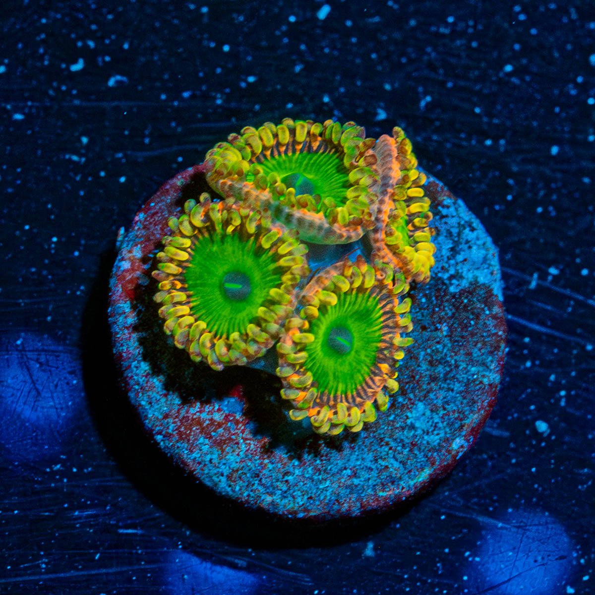 Rainbow Trolls Zoanthid - riptide aquaculture llc