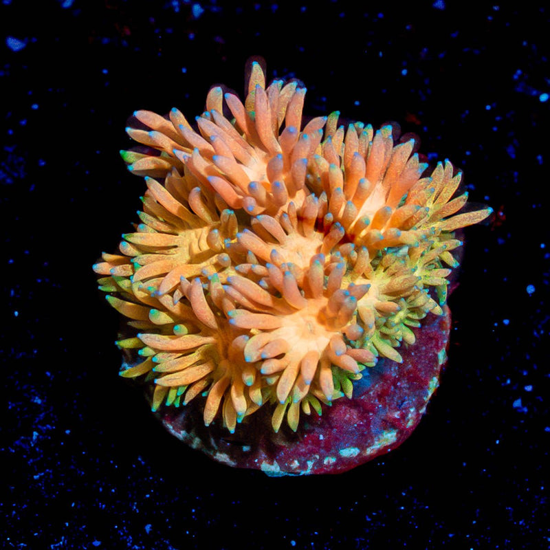Encore Goniopora