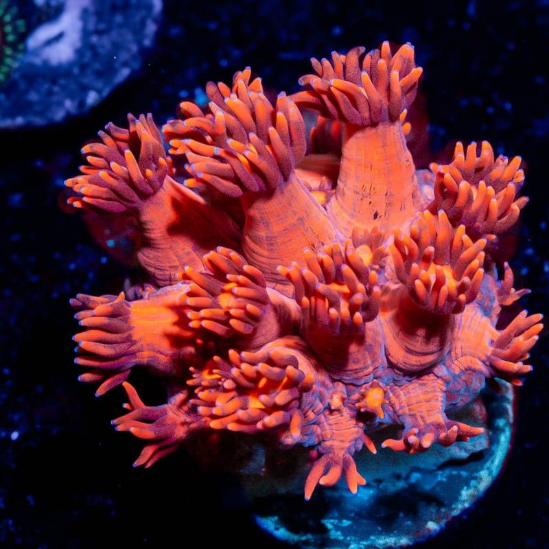 Red Bull Goniopora