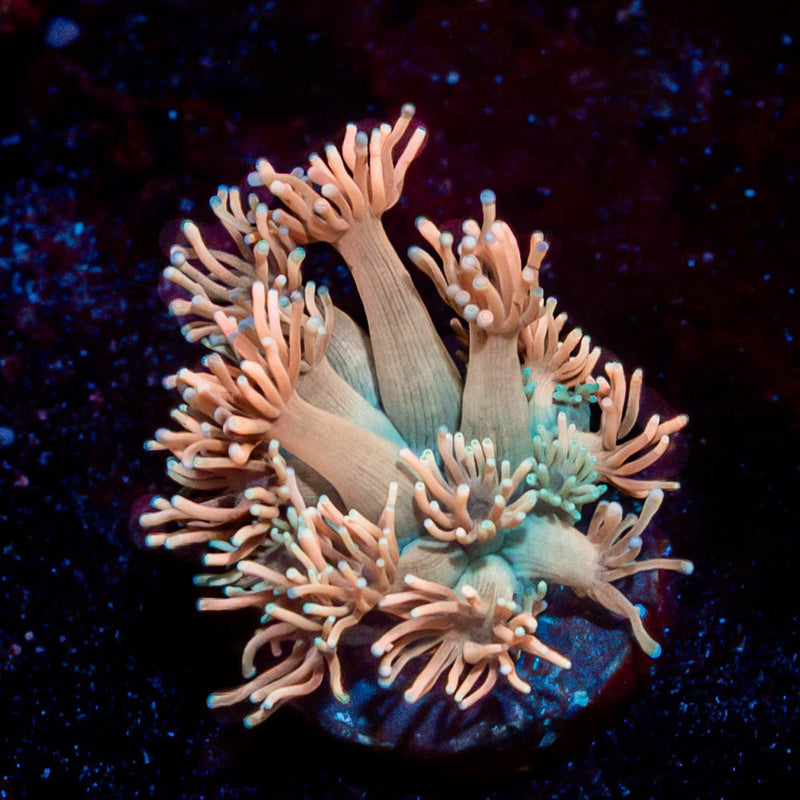 Hunch Punch Goniopora