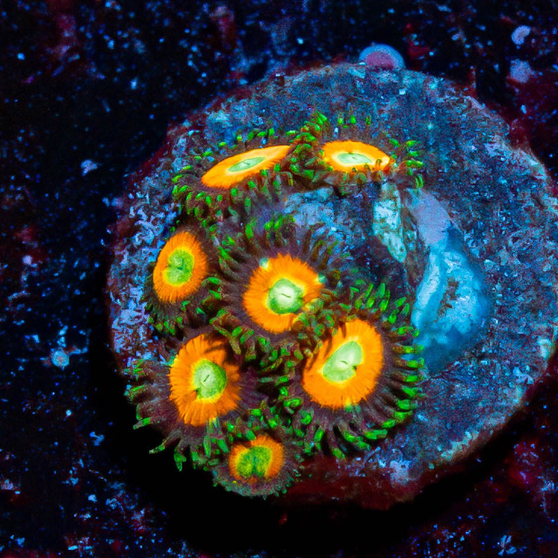 Tikis Zoanthid