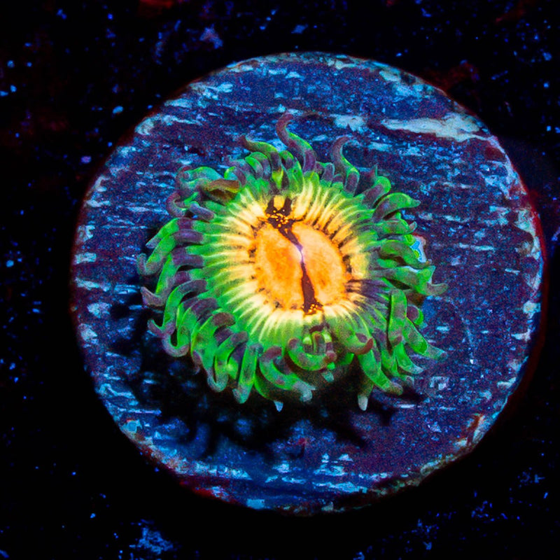 Bloodshot Zoanthid