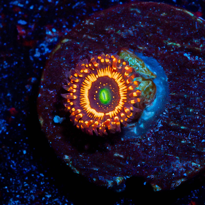 Illuminati Zoanthid