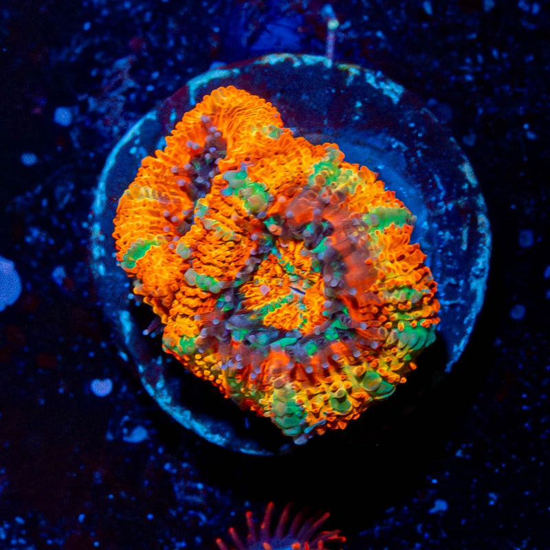 Circus Tent Rainbow Acan Micromussa