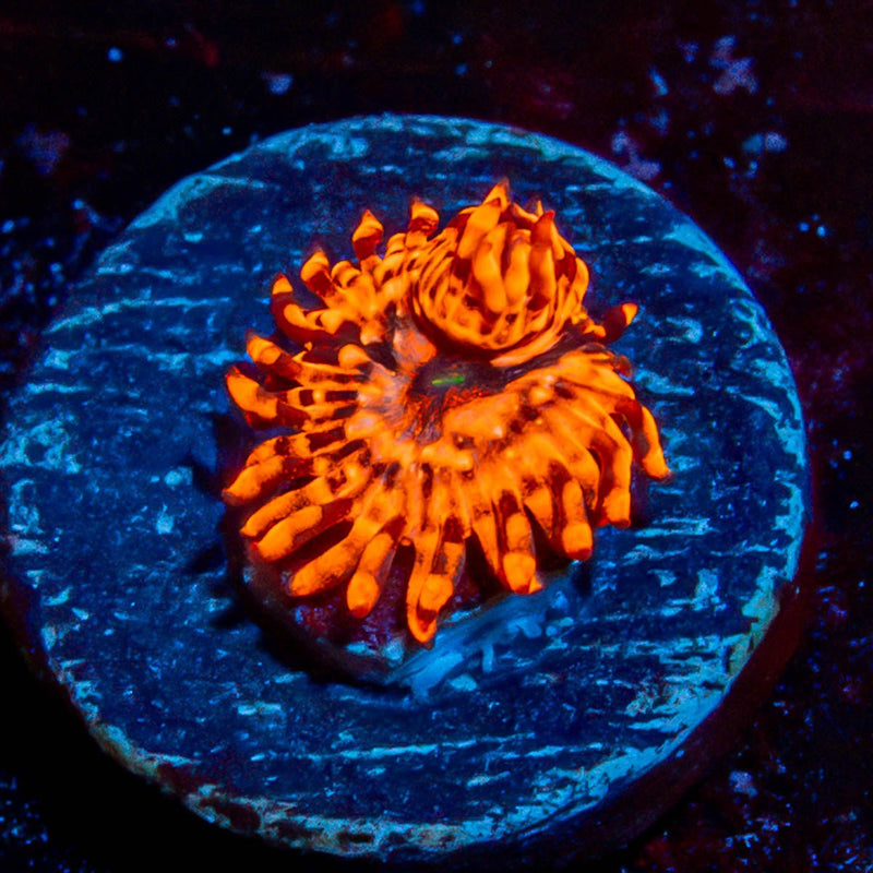Utter Chaos Zoanthid