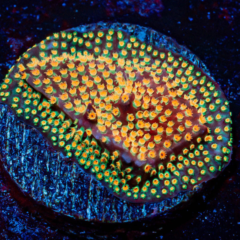 Loony Toons Stylostinellia