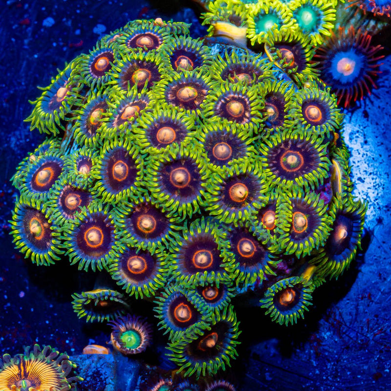 Combo Zoanthids