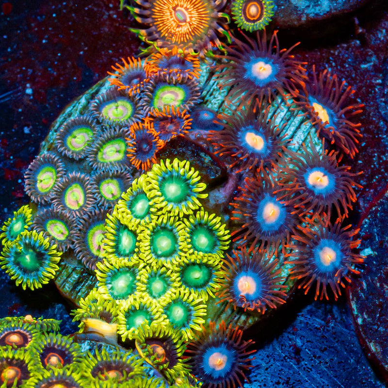 Combo Zoanthids