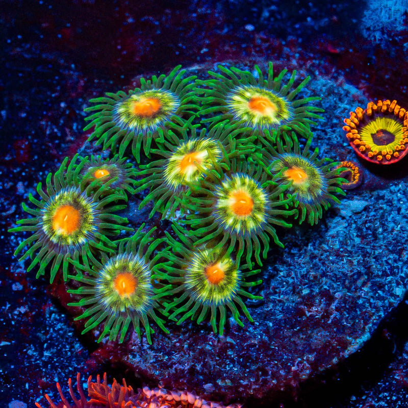 Combo Zoanthids