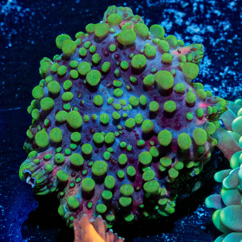 Lava Lamp Mushroom