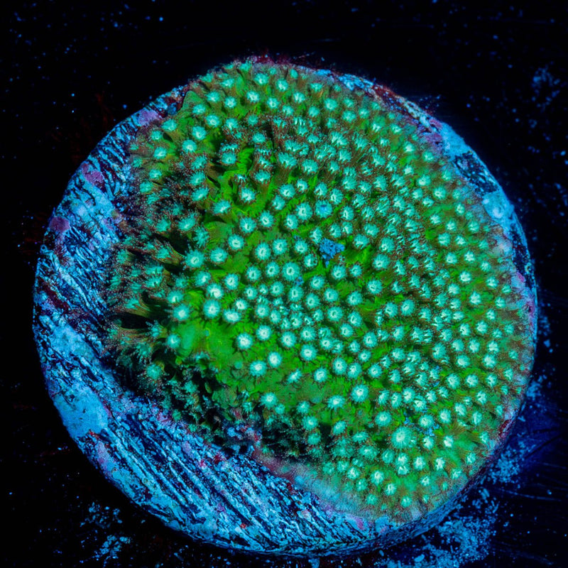 Grassy Green Stylostinellia
